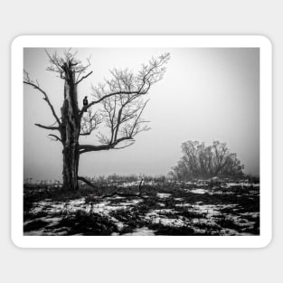 Lone Tree In Fog BnW Sticker